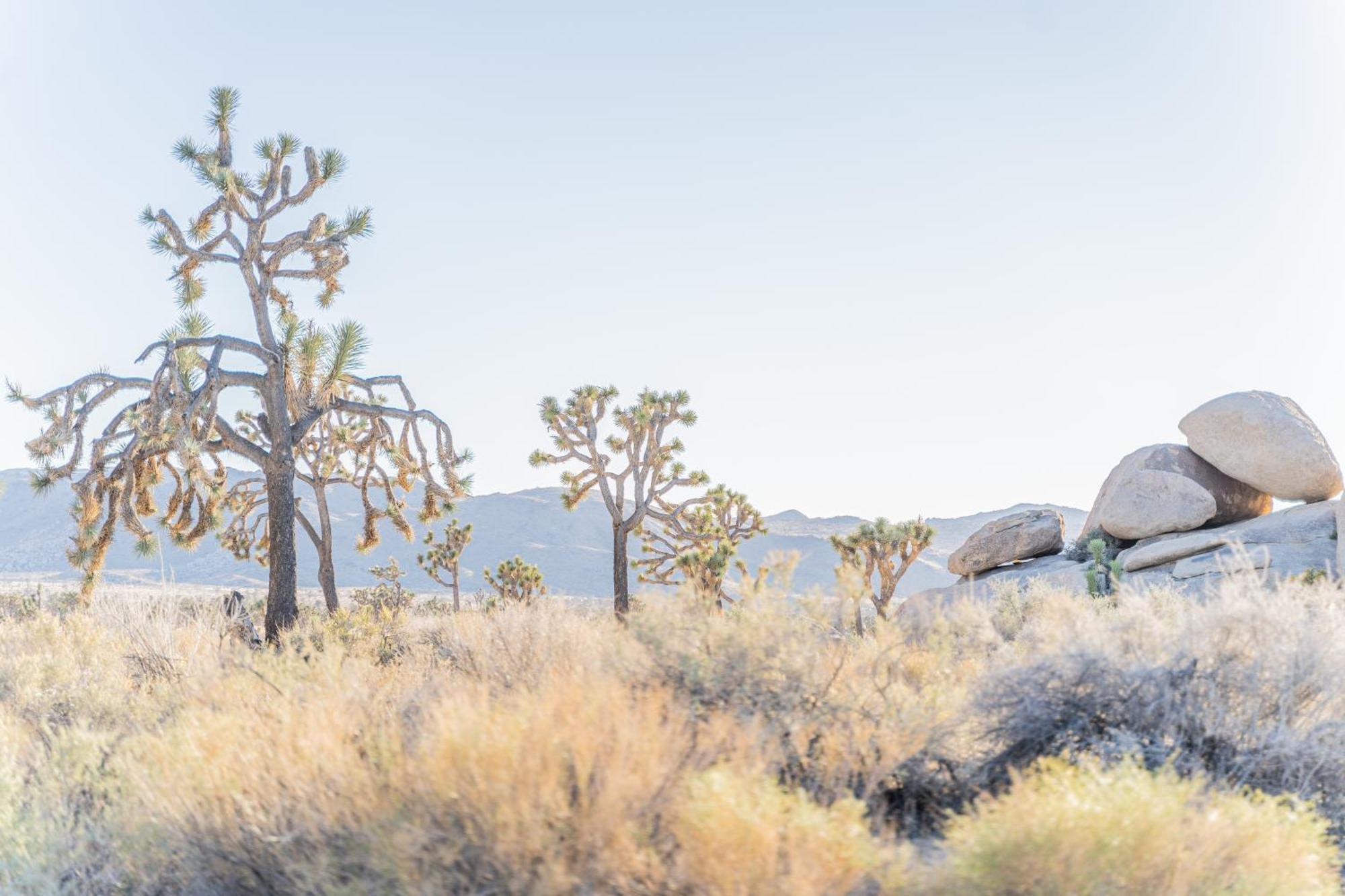 New Property! The Cactus Villas At Joshua Tree National Park - Pool, Hot Tub, Outdoor Shower, Fire Pit Twentynine Palms Esterno foto