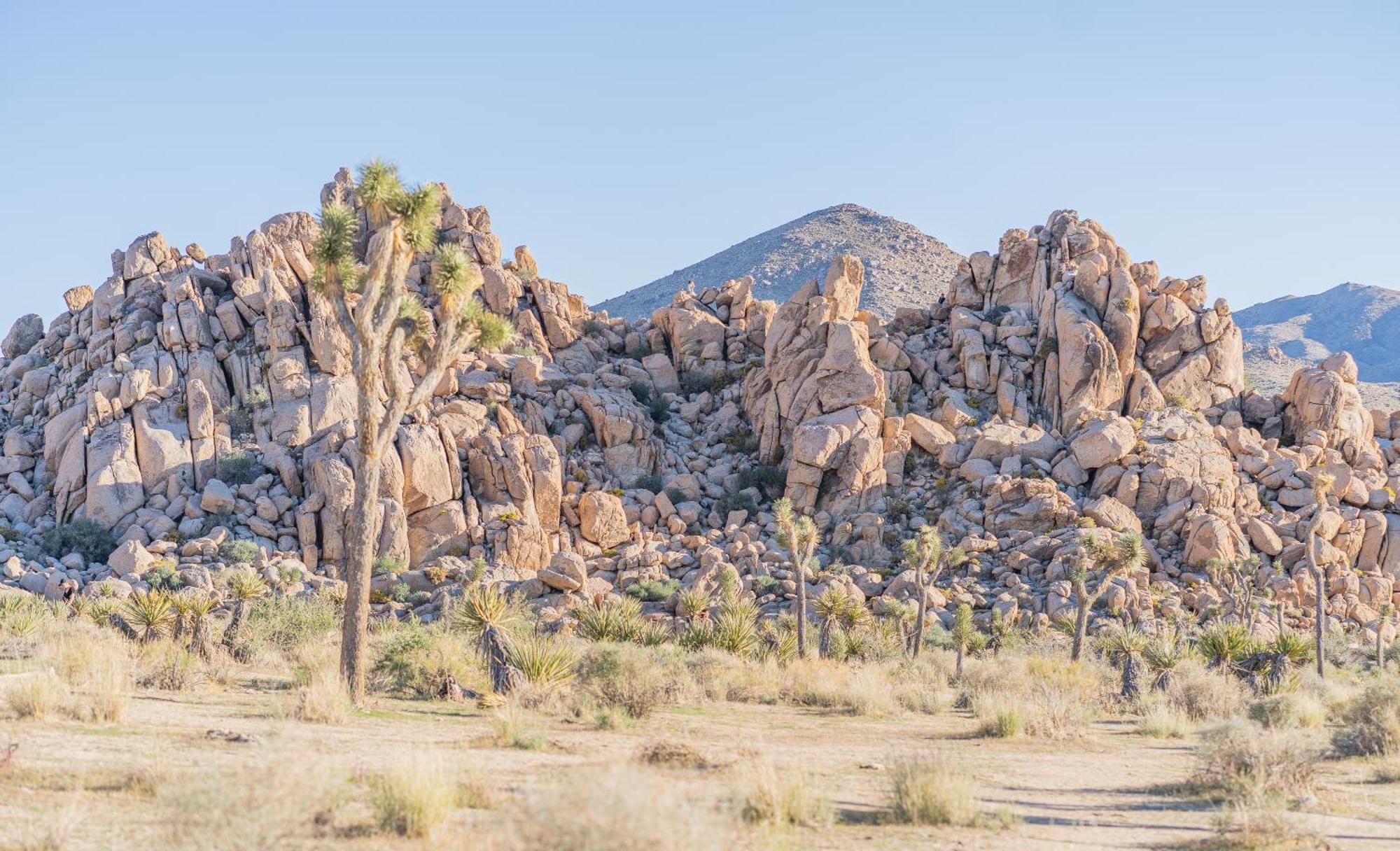New Property! The Cactus Villas At Joshua Tree National Park - Pool, Hot Tub, Outdoor Shower, Fire Pit Twentynine Palms Esterno foto